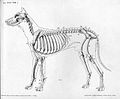 Image 30Lateral view of a dog skeleton (from Dog anatomy)