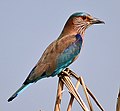 Indian Roller, Provincial bird of Bihar