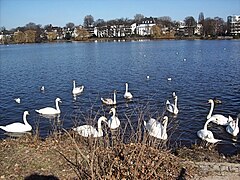 Alsterschwäne im Alstervorland