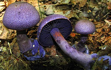 Lilla vöödik (Cortinarius violaceus)