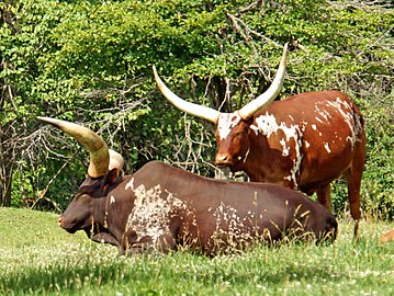 In a safari park near Cambridge, Ontario, in Canada