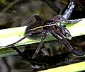 Dolomedes plantarius en train de manger une Épinoche (Gasterosteus aculeatus).