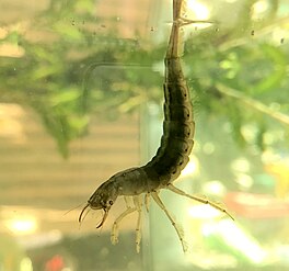 The great diving beetle Dytiscus marginalis larva in a pond