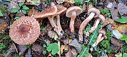 Habeheinik Tricholoma vaccinum Foto: Sven Pruul