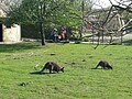 Kängurus (Rotnacken­wallabys) im Zoobereich