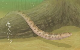 Palaeomolgophis