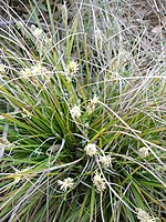 Sarat (Cyperaceae)