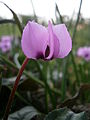 Light pink flower