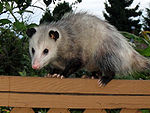 Nordamerikansk opossum