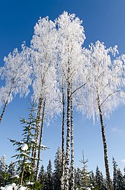 Pohon Betula berembun di Kangasala, Finlandia, pada Februari 2013