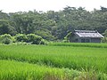 夏の水田