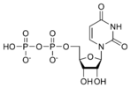 Estructura quimica de l'uridina difosfat