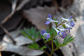 Corydalis orthoceras