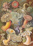 Kunstformen der Natur, de Ernst Haeckel, 1904.