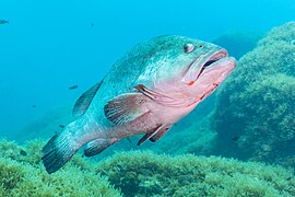 Mero (Epinephelus marginatus), Cabo de Palos, España, 2022-07-15, DD 34