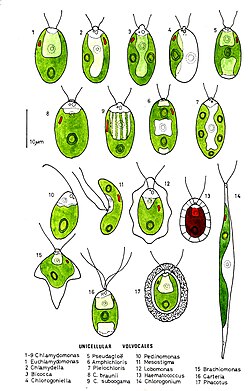 Illustration Chlamydomonadales