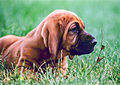 Image 23Bloodhound puppy (from Puppy)