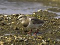 Pluvianelle magellanique, (Pluvianellus socialis) (Pluvianellidae)