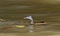 Sungrebe, Heliornis fulica