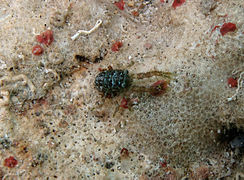 Galathea mauritiana