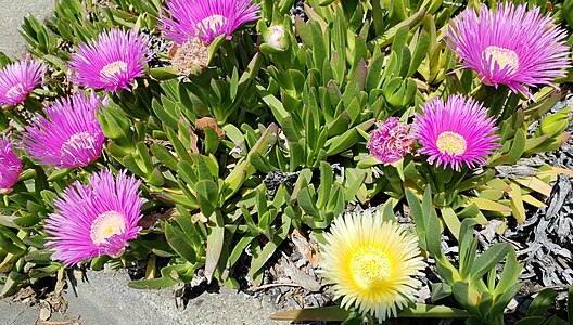 Purple and yellow flowering ice plants