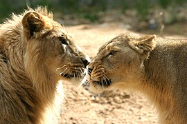 Lion d'Asie - mâle et femelle