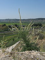 Reseda suffruticosa