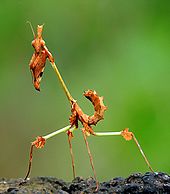 The thin-legged mantis Gongylus gongylodes