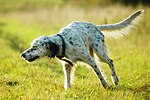 Engelsk setter, stående fågelhund.