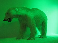 Taxidermy polar bear in the arctic biome diorama at World Museum, Liverpool