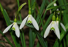 Fleurs et feuillage de Galanthus nivalis, le Perce-neige