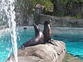 The sea lion exhibit in the Kids Kingdom section of the Pittsburgh Zoo.