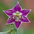 Rokoto (Peru achchiq qalampir turlari, Capsicum pubescens)