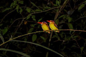 Oriental dwarf kingfisher (Ceyx erithaca)