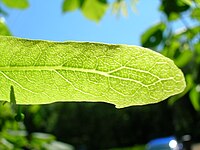 The venation within a Tilia bract