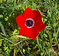 Red flower with 6 petals