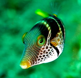 Canthigaster valentini