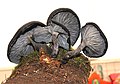 Omphalotus mexicanus