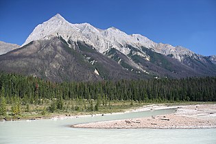 Invaded pine tree forest on the slopes of Chancellor Peak in Yoho National Park, Canada