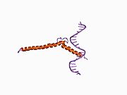 1an2: RECOGNITION BY MAX OF ITS COGNATE DNA THROUGH A DIMERIC B/HLH/Z DOMAIN