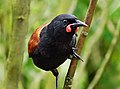 South Island saddleback, Philesturnus carunculatus