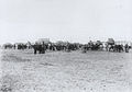 A train of ox-drawn carts leaving Trelew, c. 1880