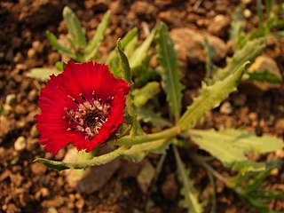 Centaurea tchihatcheffii — ендемік Туреччини