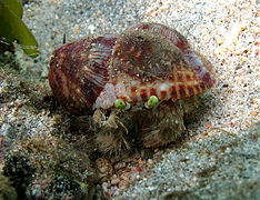 Le bernard-l'hermite à anémones (Dardanus deformis) cultive des anémones toxiques sur sa coquille pour décourager les prédateurs.