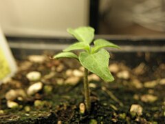 Habanero koʻchati