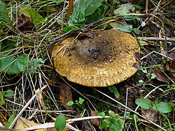 Cūcene (Lactarius turpis)