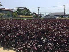 日本福井市嘅紅紫蘇田