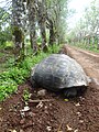 Galapagos tortoise