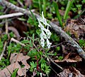 Corydalis vittae