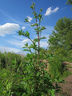 Полынь обыкновенная (Artemisia vulgaris)